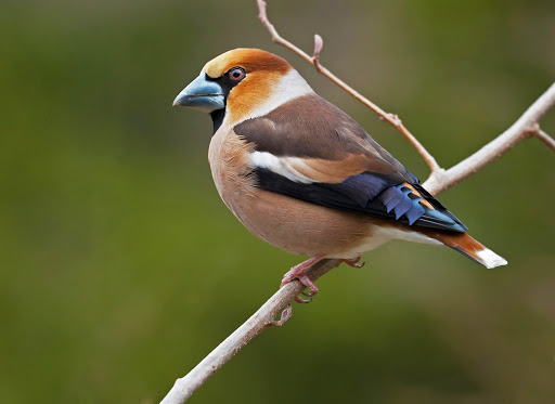 Glezg obyčajný (Coccothraustes coccothraustes)